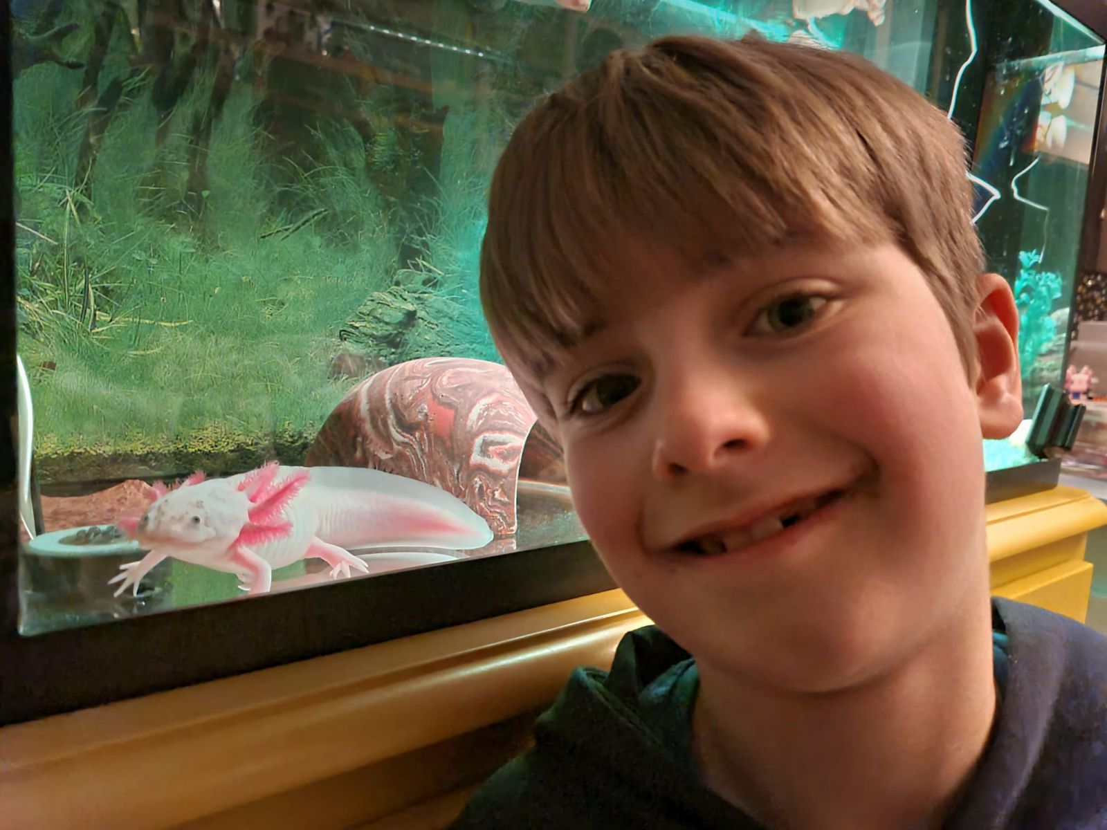Alastair en zijn axolotl